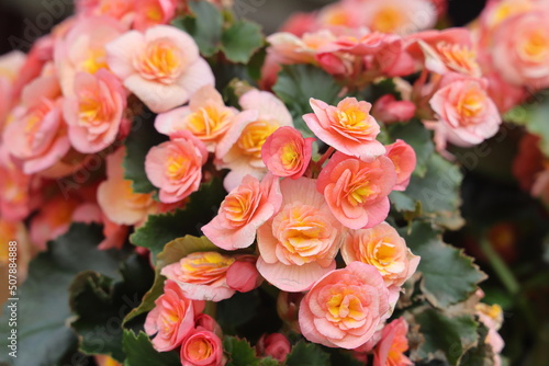 Photos Close up of pink begonia flowers showing their textures, patterns and details in a flower pot photographed with natural light