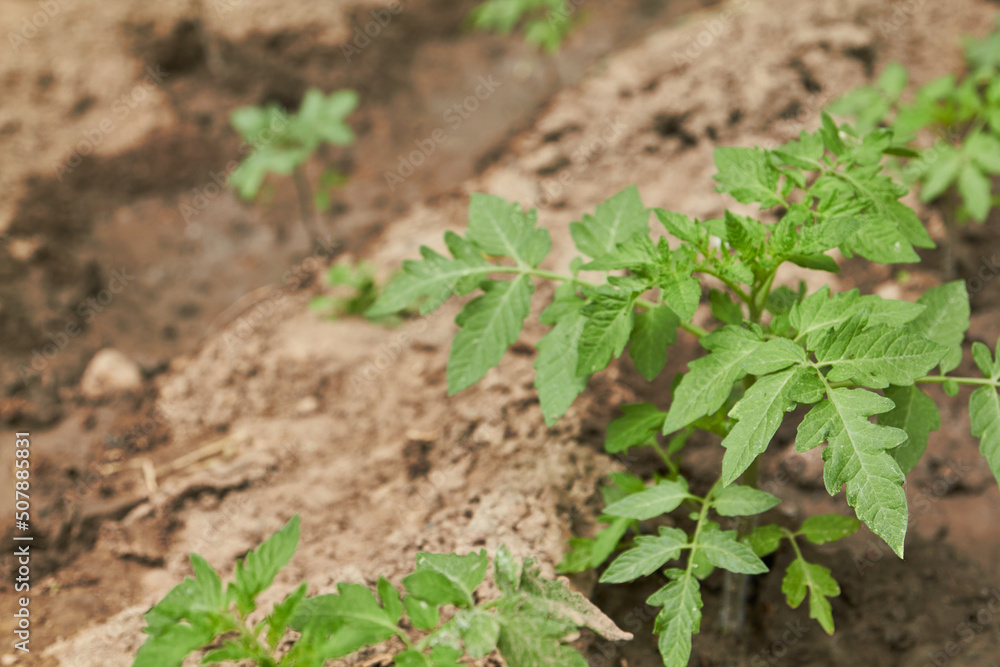 tomato sprout tomato sprout