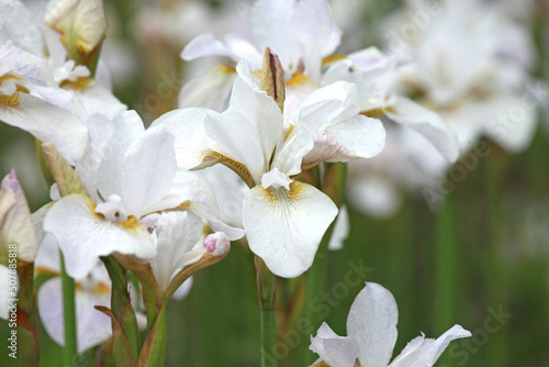 Fototapeta Naklejka Na Ścianę i Meble -  Siberian Iris 'Not Quite White' in flower.