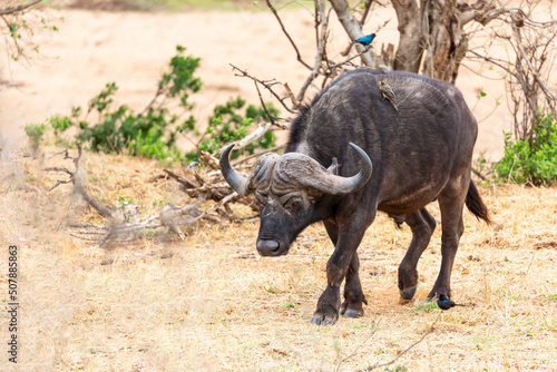 Lone buffalo bull with oxpecker on his side