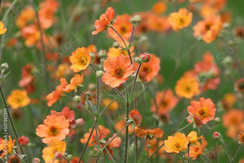 Geum 'Totally Tangerine' in flower. photo