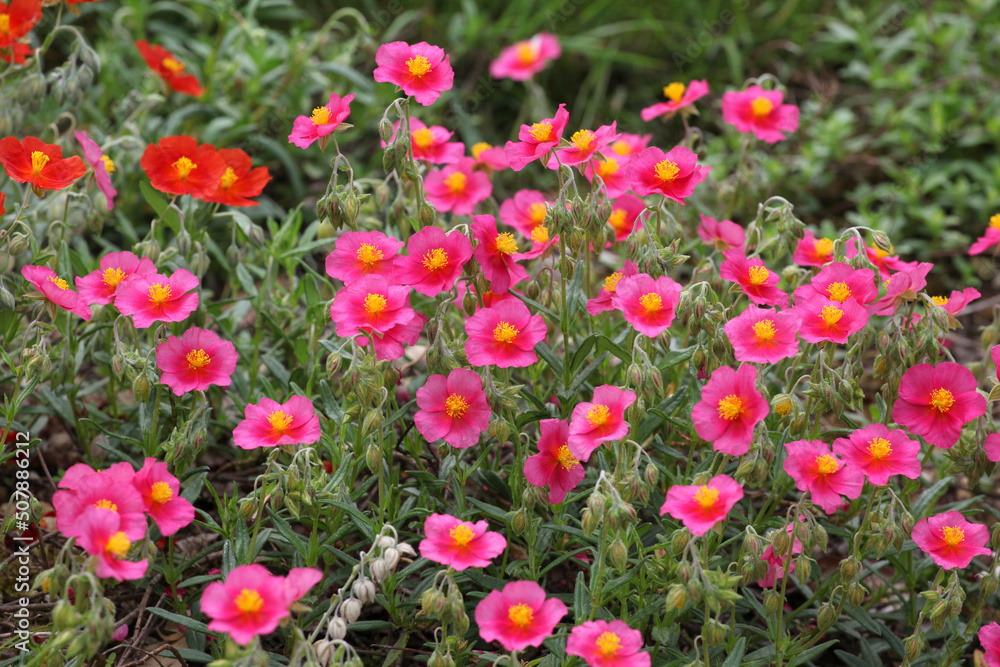 Pink Helianthemum rock rose ''Ben Ledi' in flower