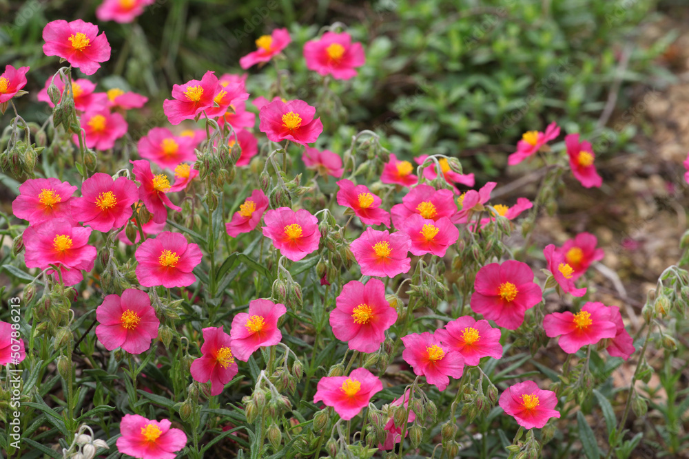 Pink Helianthemum rock rose ''Ben Ledi' in flower