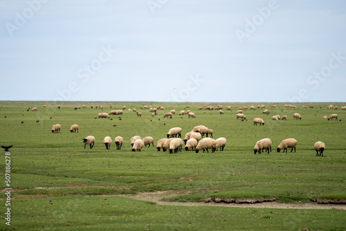 Fototapeta Naklejka Na Ścianę i Meble -  Sheep grazing on the salt meadows close to the Mont Saint-Michel tidal island, situated on the limit between Normandy and Brittany in France..