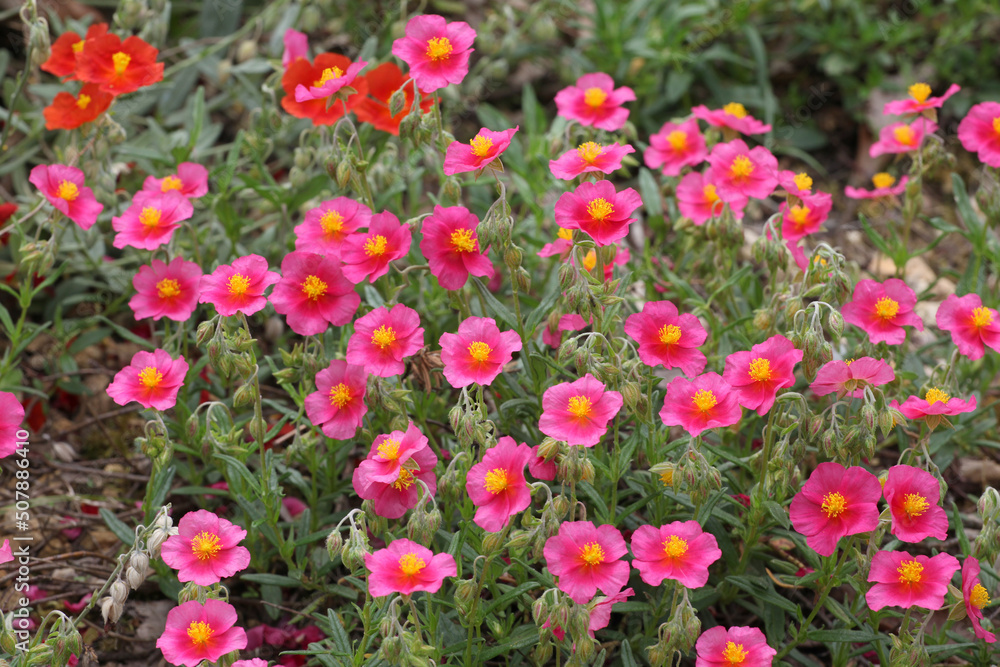 Pink Helianthemum rock rose ''Ben Ledi' in flower Pink Helianthemum rock rose ''Ben Ledi' in flower