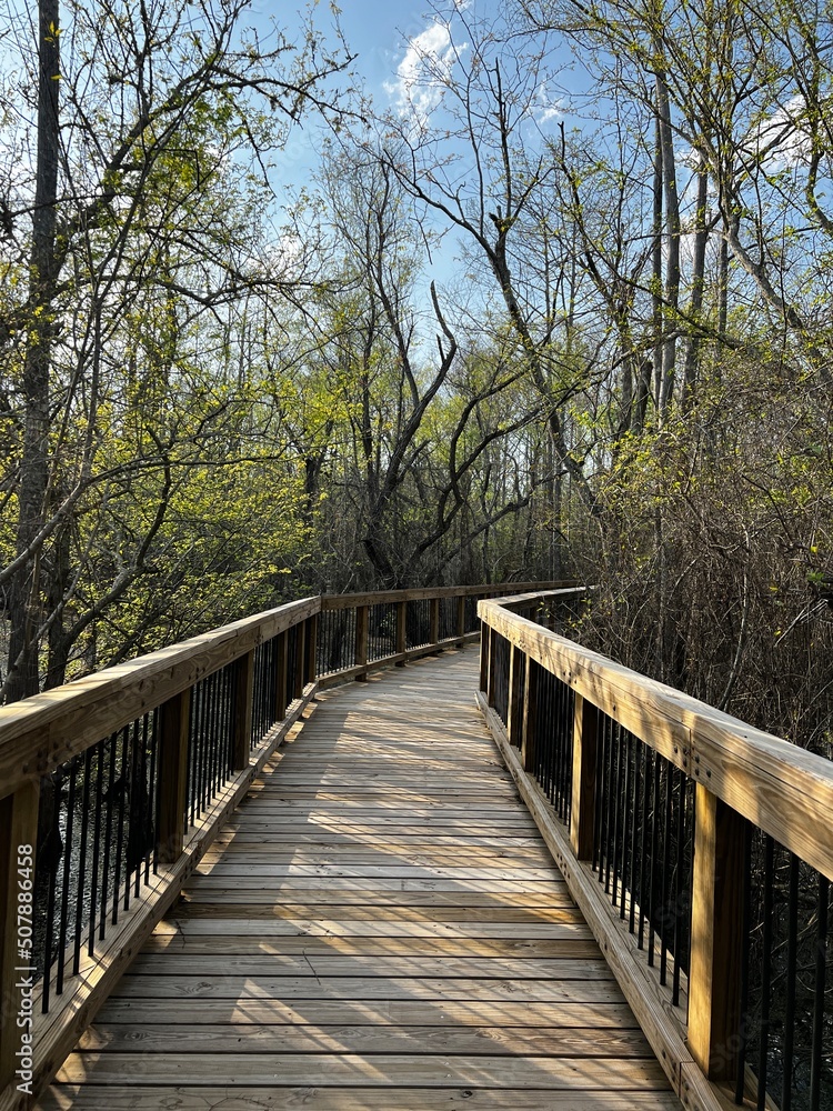 Walking bridge through the swamps of black bayou forest 