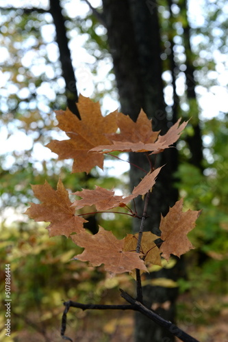 Autumn colors in the Arboretum of the M.A. Lisavenko Research Institute of Horticulture of Siberia of the Russian Academy of Agricultural Sciences in Barnaul photo