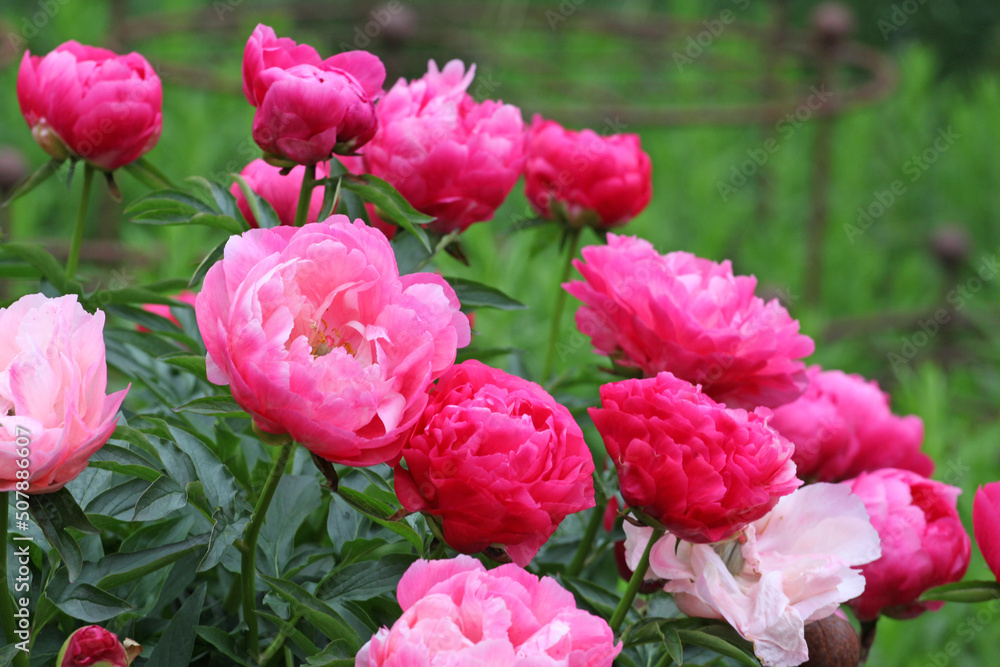 Fototapeta premium Paeonia lactiflora 'Ellen Cowley' in flower.