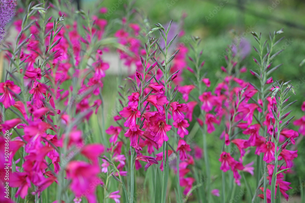 Gladiolus communis, or the common corn flag in flower. Gladiolus communis, or the common corn flag in flower.