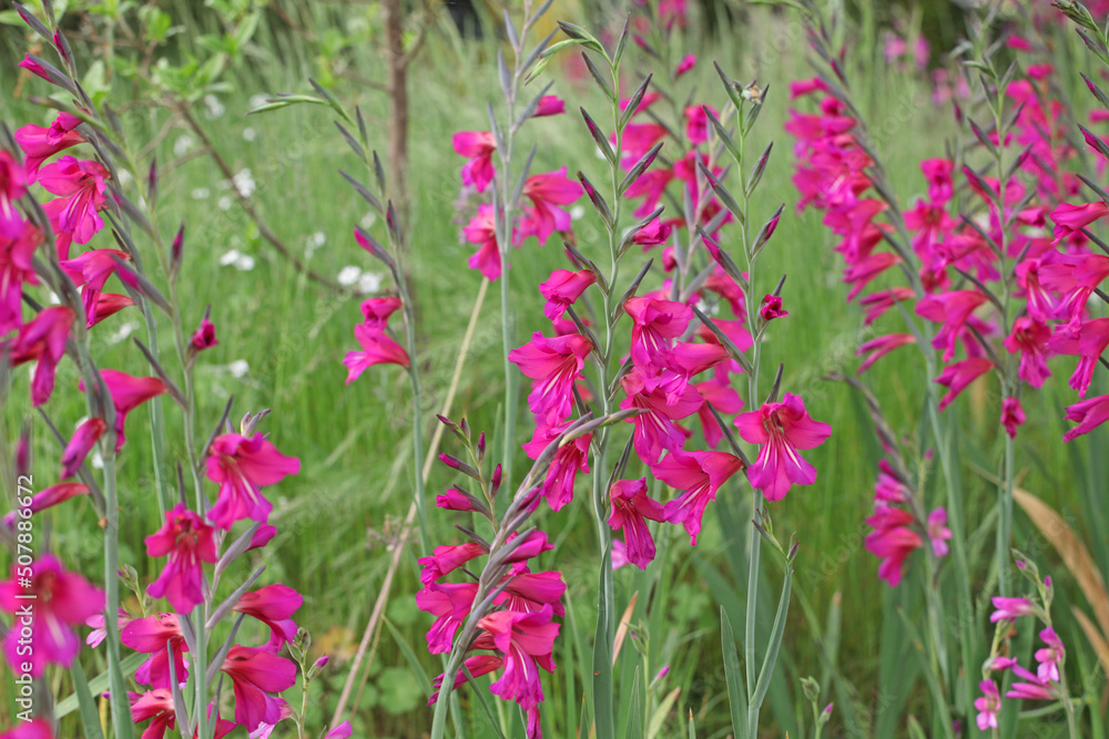 Gladiolus communis, or the common corn flag in flower. Gladiolus communis, or the common corn flag in flower.