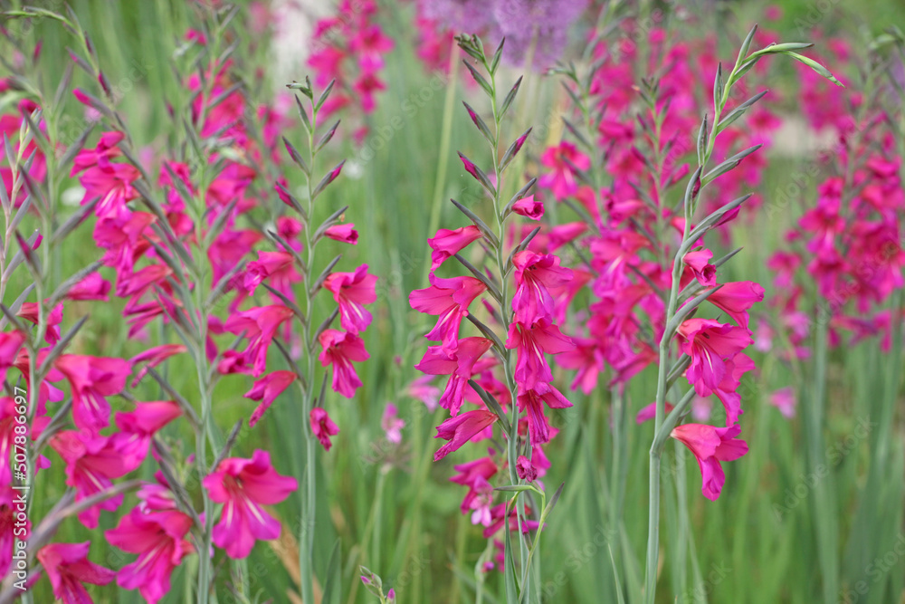 Gladiolus communis, or the common corn flag in flower. Gladiolus communis, or the common corn flag in flower.