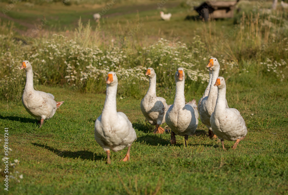 Obraz premium Geese and ducks walk on the grass in a green meadow in the pasture. Livestock raising and farming in the village.