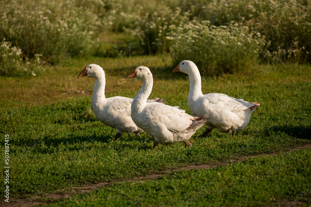 Geese and ducks walk on the grass in a green meadow in the pasture. Livestock raising and farming in the village. Geese and ducks walk on the grass in a green meadow in the pasture. Livestock raising and farming in the village.