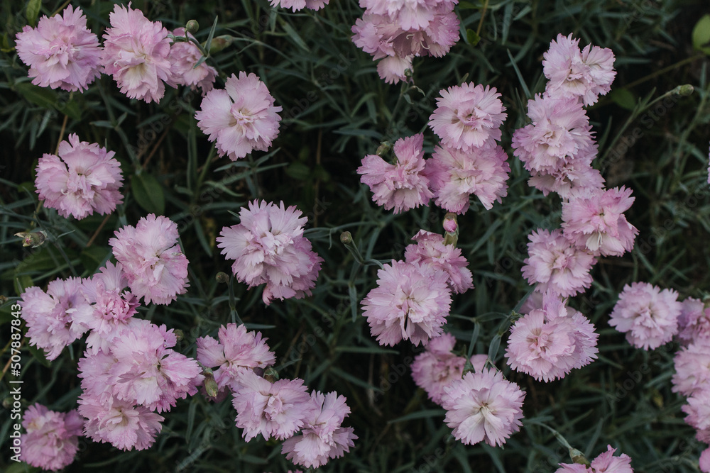 Obraz premium small pink carnations