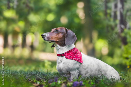 Dachshund sitting obediently and looking up at owner. Portrait of cute Dachshund dog wearing  a red bandana in park in nature during daytime in spring. Selective focus, copy space