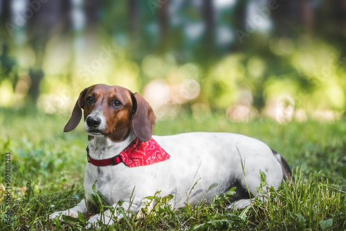 Portrait of dachshund dog outside. A young dachshund wearing red  bandana and laying down on the grass  during sunny bright day. Selective focus, copy space © happyimages