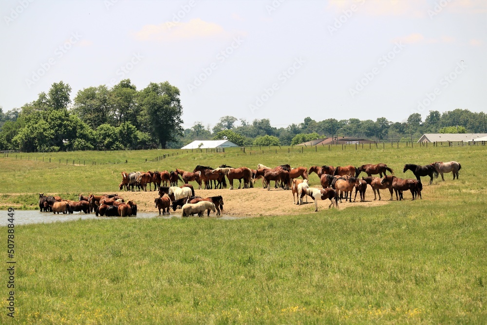 A herd of horses at a ranch water hole
