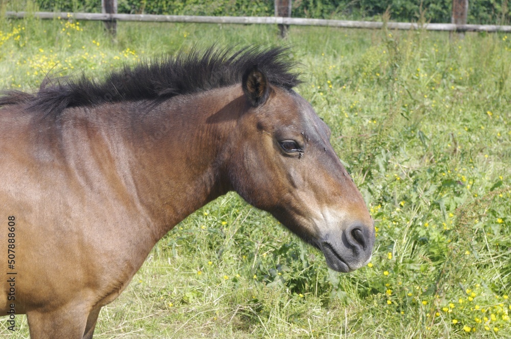 Obraz premium Tête de poney