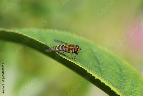 Close up female hoverfly, Syrphus torvus, family hoverflies (Syrphidae) on a leaf of a summer lilac (Buddleja davidii). Dutch garden, spring, May, Netherlands