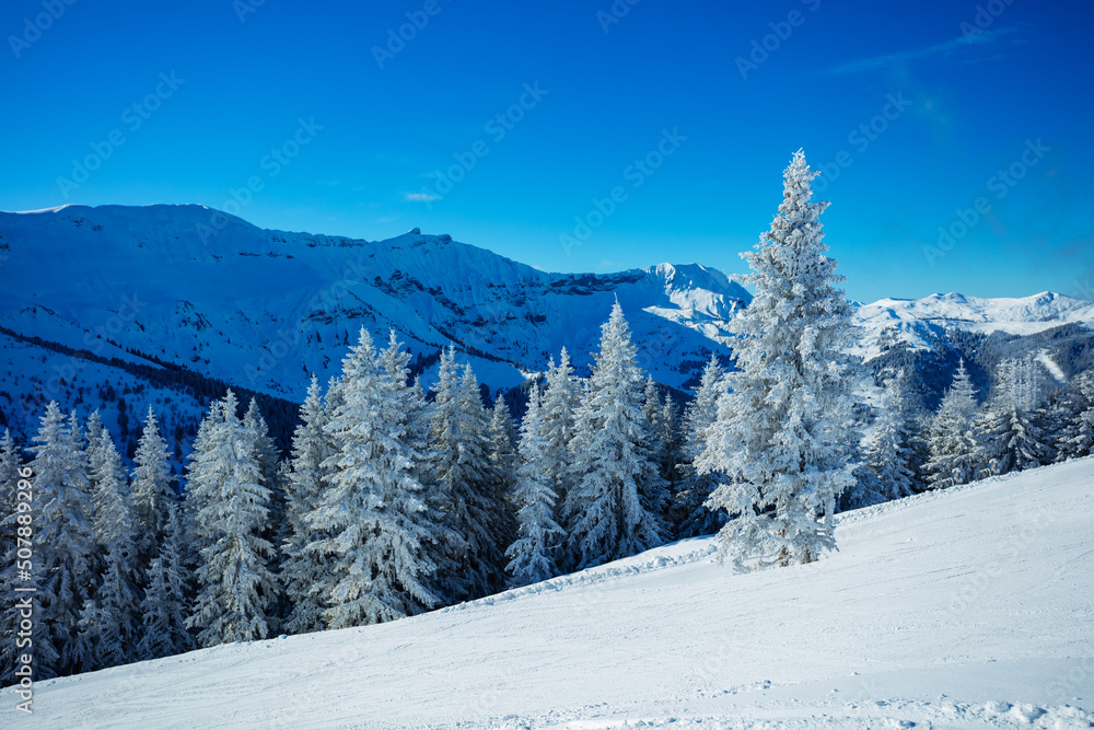 Beautiful white, snow covered fir tree over the forest