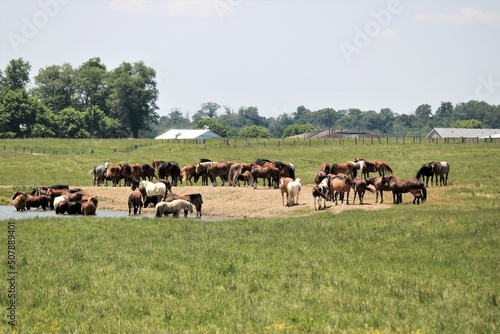 Herd of horses a farm water hole