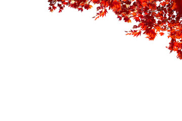 Tree branch flower Photo Overlays, Summer spring painted frame s, Photo art, png