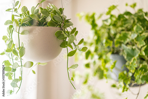 観葉植物のインテリア