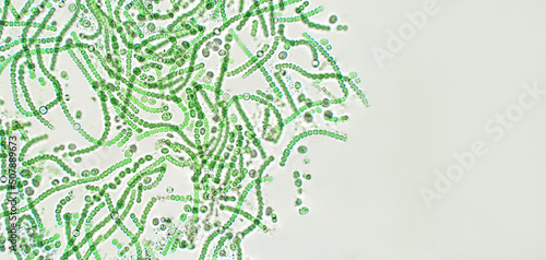 Nostoc sp. blue-green algae under microscopic view, cyanobacteria photo