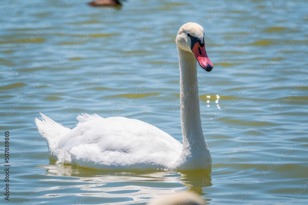 Graceful white Swan swimming in the lake, swans in the wild. Portrait of a white swan swimming on a lake. Graceful white Swan swimming in the lake, swans in the wild. Portrait of a white swan swimming on a lake.