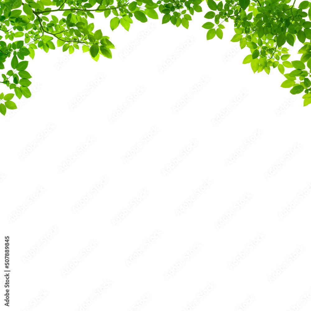 Tree branch flower Photo Overlays, Summer spring painted frame s, Photo art, png