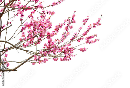 Fototapeta Naklejka Na Ścianę i Meble -  Tree branch flower Photo Overlays, Summer spring painted overlays, Photo art, png