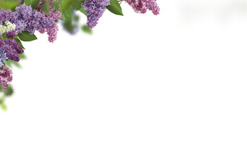 Tree branch flower Photo Overlays, Branch of lilac branches. Lilac flowers. Beautiful lilac. png