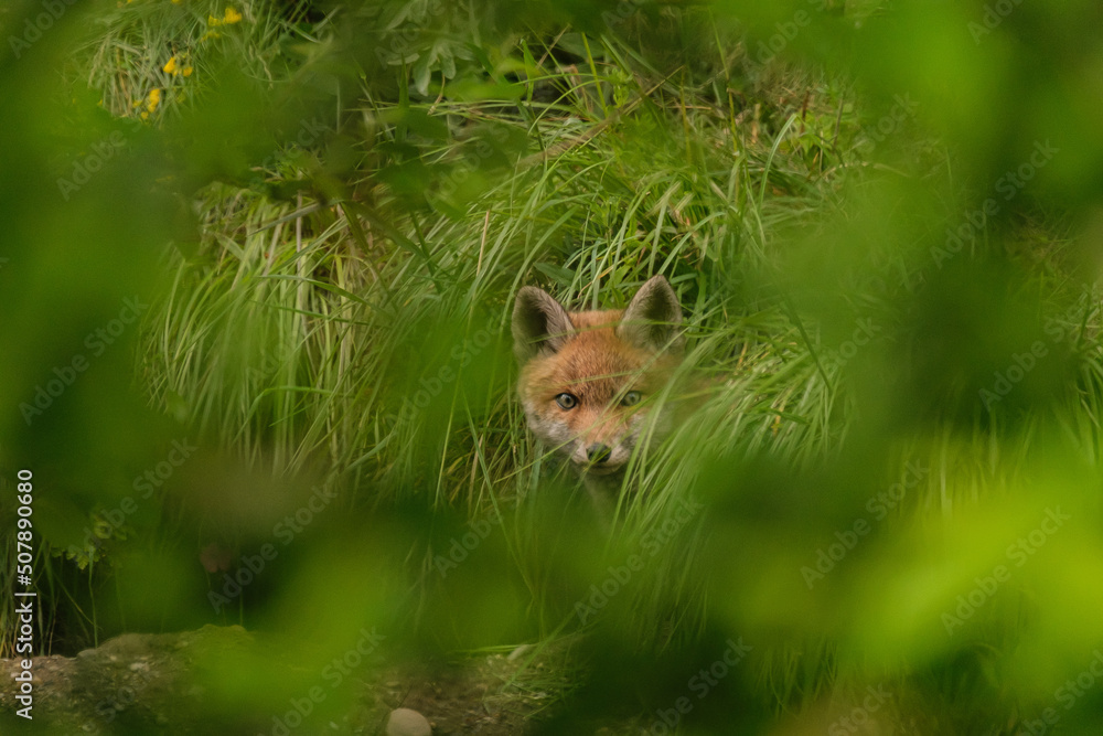 Fototapeta premium Fox Cub 