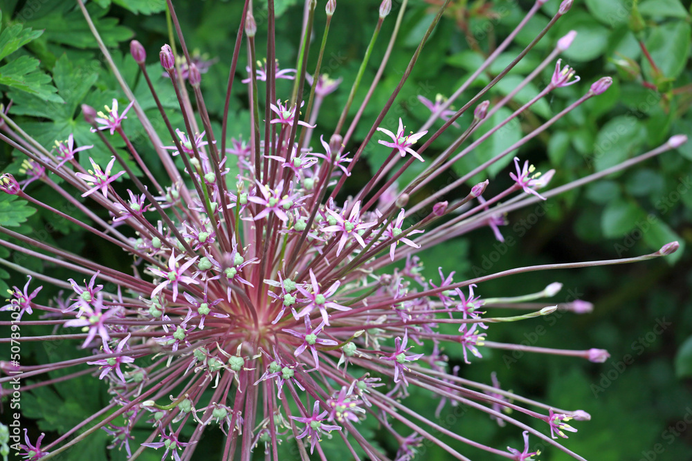 Schubert's allium, commonly known as the giant sparkler or firework allium in flower. Schubert's allium, commonly known as the giant sparkler or firework allium in flower.