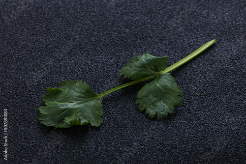Raw green aroma cilantro leaves