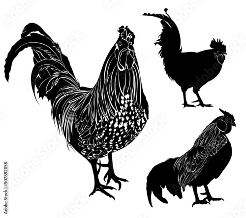 Set poultry isolated on white background.collection vector silhouette rooster 