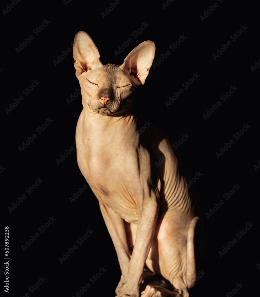 hairless cat sit upright on a black background