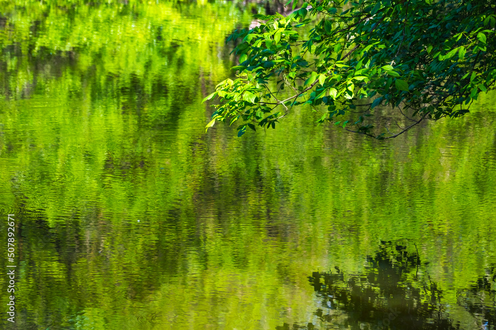Green image, serenity, tree branch stretching over the water, fresh spring green leaves reflected in the water Green image, serenity, tree branch stretching over the water, fresh spring green leaves reflected in the water