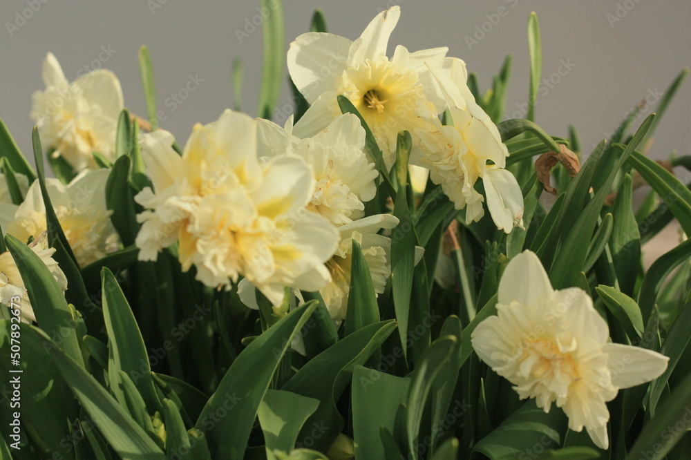 Fototapeta premium daffodils in the garden