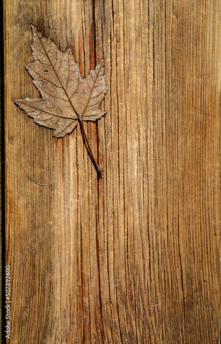 A maple leaf on an old wooden plank.