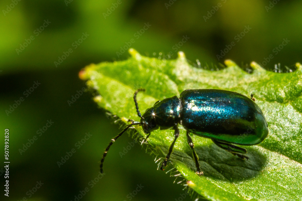 Blue cetonia aurata beetle on a leaf Blue cetonia aurata beetle on a leaf