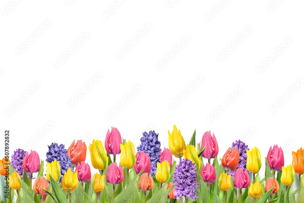 tulips multicolor flowers isolated on transparent background, Red yellow blue tulip flower isolated Photo summer spring flowers, png	
