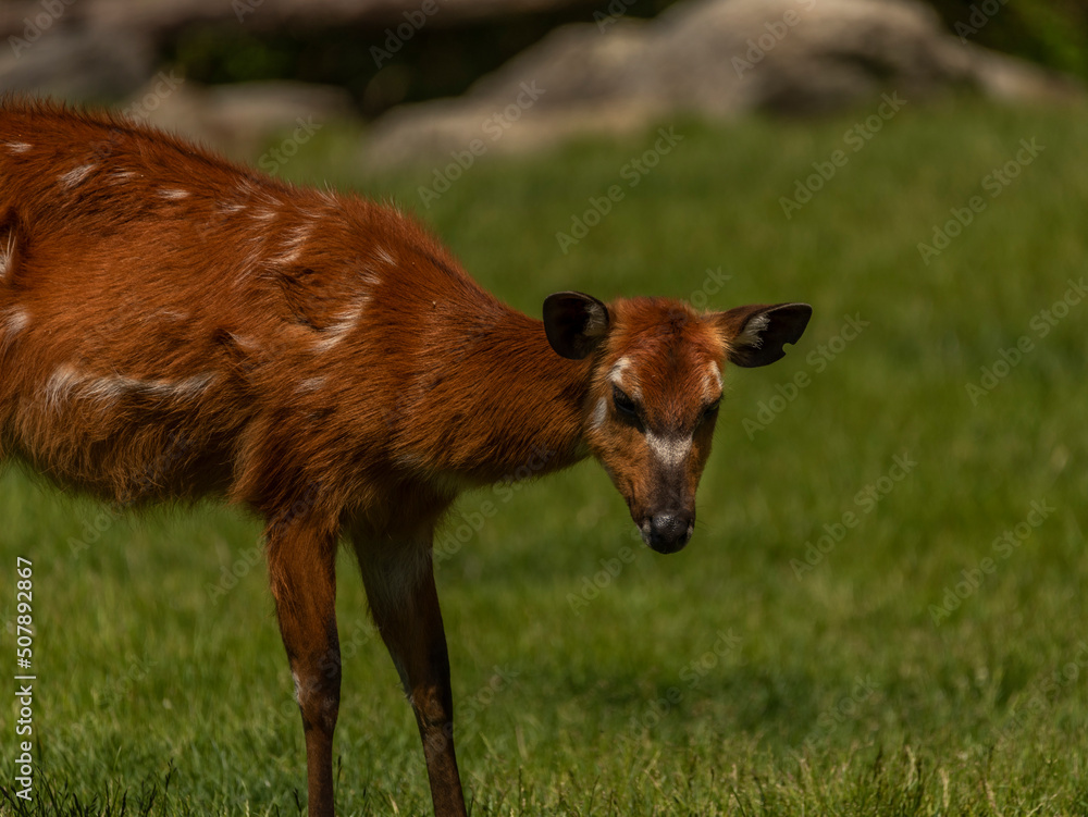 Orange animal on green grass in sunny spring day