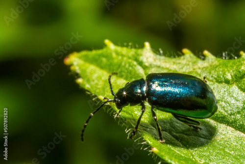 Blue cetonia aurata beetle on a leaf