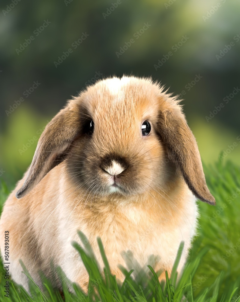 healthy Lovely bunny fluffy brown rabbits on green garden nature background. The Easter healthy Lovely bunny fluffy brown rabbits on green garden nature background. The Easter