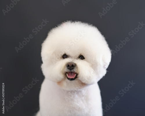 Portrait of a Bichon Frise dog in close-up on a dark background