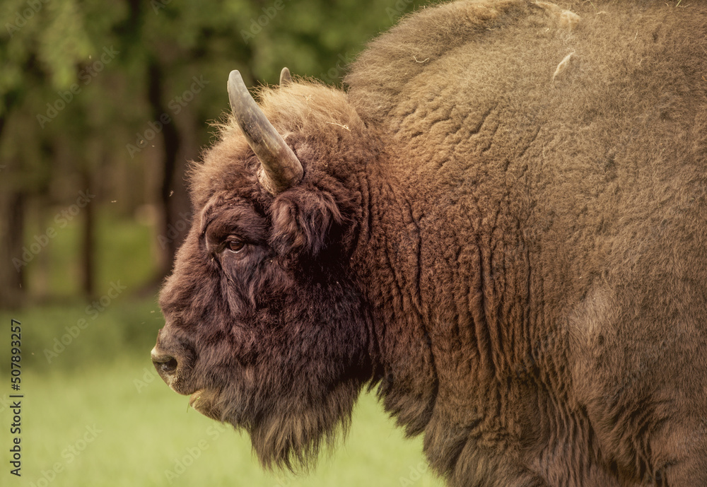 american bison - obrazy, fototapety, plakaty 