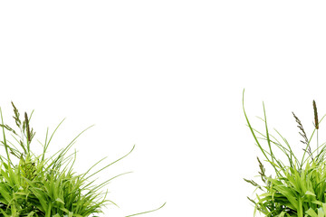 Flower grass petals Photo Overlays, Photoshop Overlays, Summer frame s, Golden Fields, png