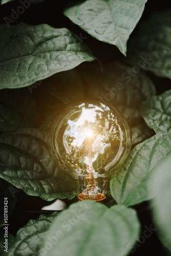 light bulb on the grass nature ,idea working social network concept.	