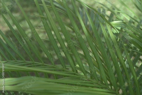 Dypsis lutescens  Chrysalidocarpus lutescens  - Areca Palm  Butterfly Palm Frond